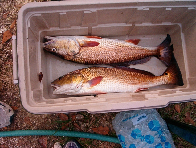 big redfish