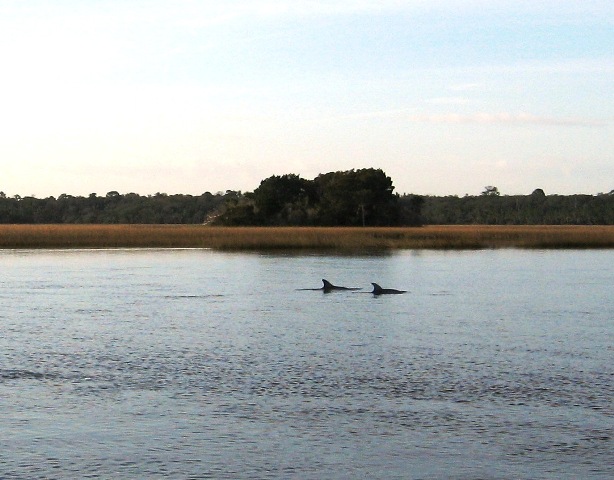 dolphin 2