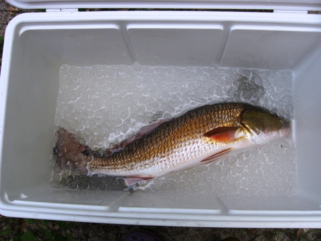 redfish