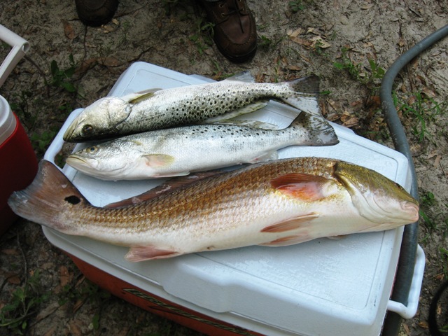 redfish