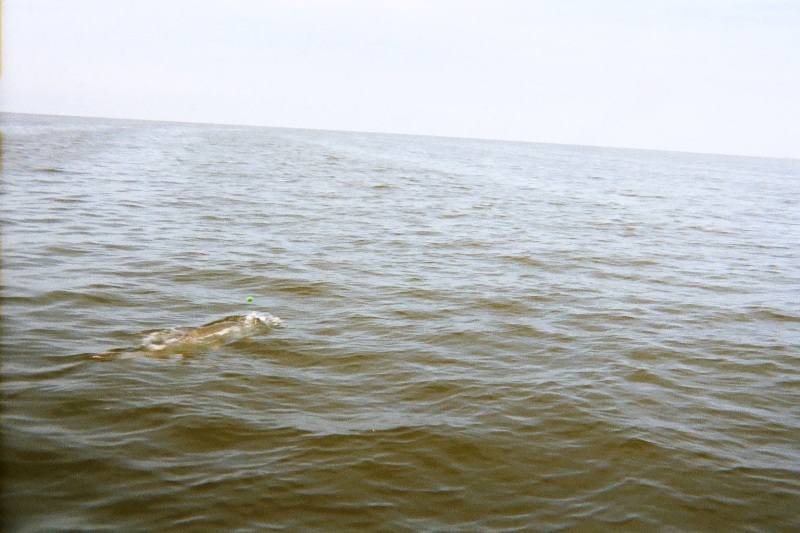 tarpon 9