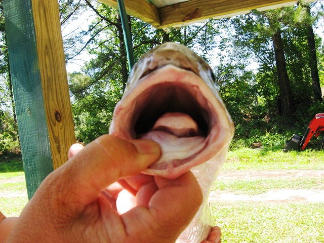 redfish mouth