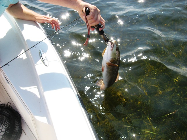 redfish7