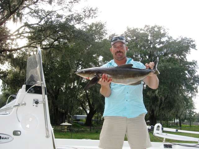 cobia