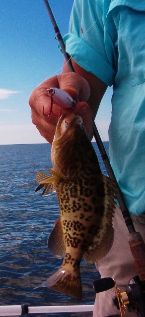 grouper2