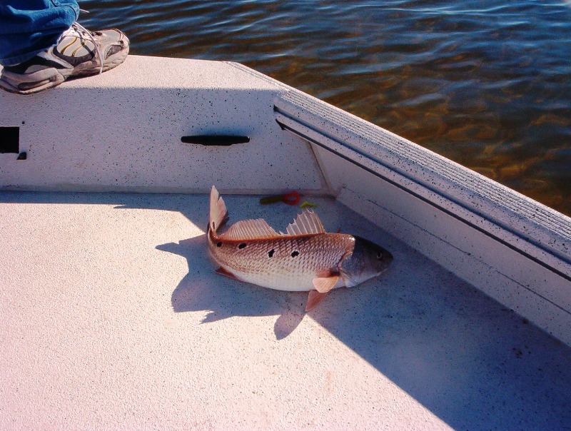 redfish