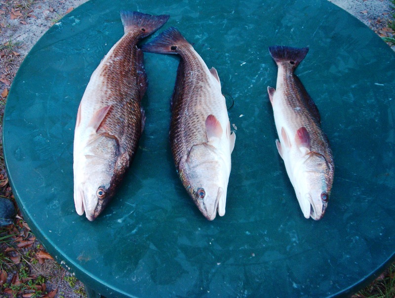 redfish