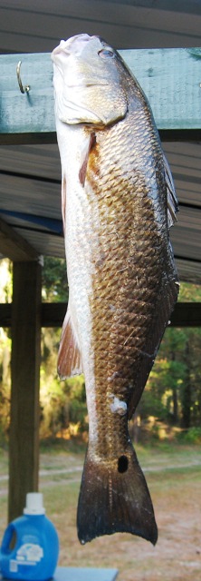 redfish