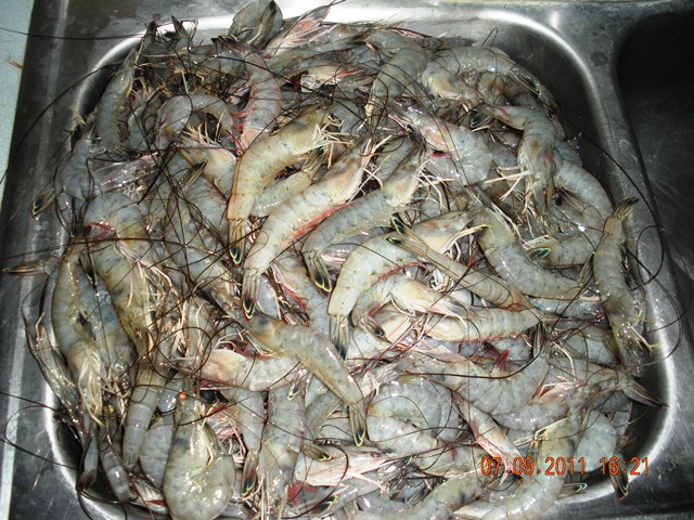 shrimp