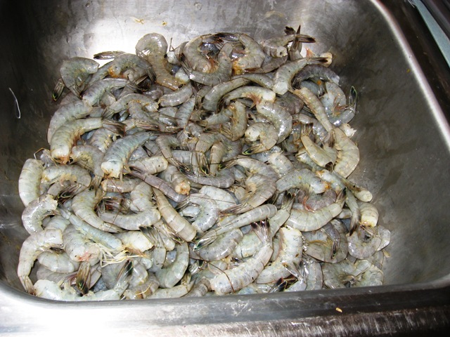 shrimp1