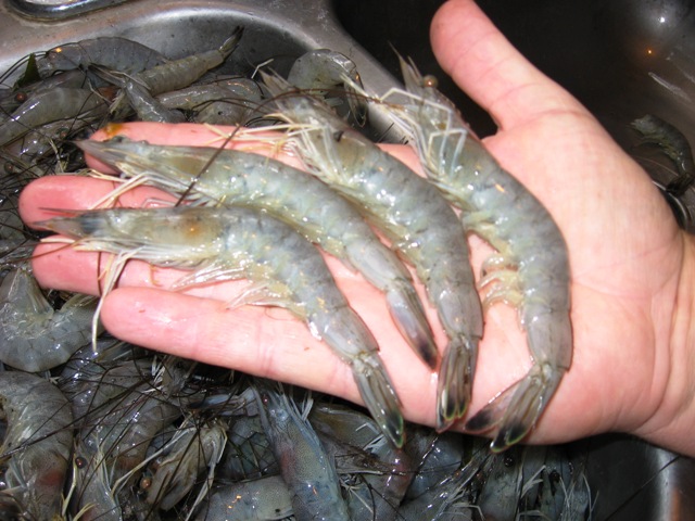 shrimp8